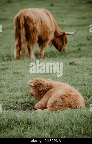 bestiame scozzese, madre e vitello, lipsia, sassonia, germania, primavera Foto Stock