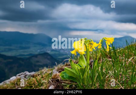 primo piano dei cowslips gialli in fiore (primula auricula) su uno sfondo di nube drammatico. allgäu alpi,baviera,germania,europa Foto Stock