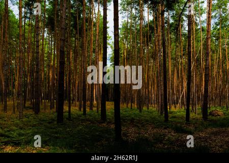 pineta in estate, il pavimento della foresta in parte è cresciuto con felce verde Foto Stock