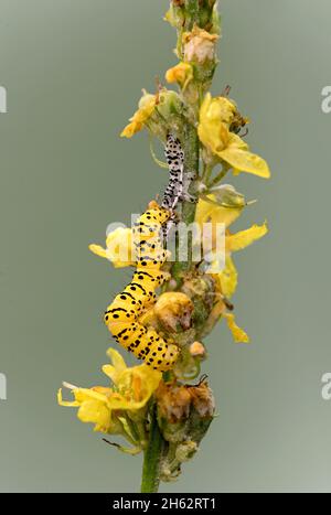 il bruco del monaco del mullein ritardato (cucullia lychnitisi) sulla relativa pianta di foraggio,il mullein del mealy (verbascum lychnitis),vallese,svizzera Foto Stock