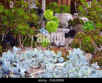 Un letto da giardino con varie specie di splendide piante grasse in California, Stati Uniti Foto Stock