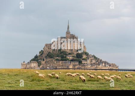 francia, normandia, le mont saint michel, pecore di fronte al mont saint michel montagna, unseco patrimonio mondiale Foto Stock
