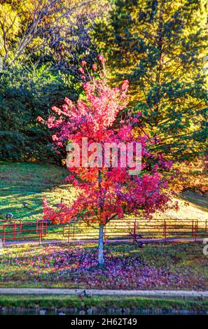 Il colore dell'autunno Foto Stock