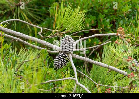 due coni, pino, pini, francia Foto Stock
