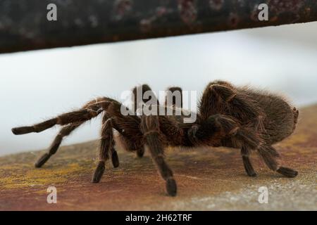 Tarantula dei capelli della Rosa cilena. Cammina lungo un muro. Fuoco selettivo Foto Stock