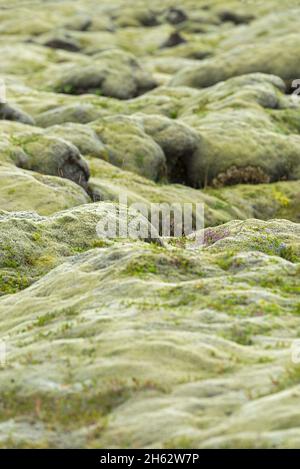 i cuscini spessi di muschio coprono il campo di lava eldhraun vicino a kirkjubaejarklaustur, erica cresce qui e là, islanda, islanda meridionale Foto Stock