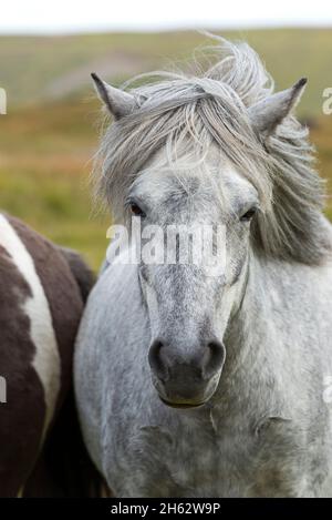 cavallo islandese, islanda Foto Stock