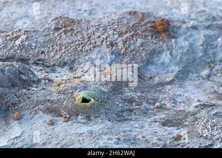 fumarole ed efflorescenza di zolfo nell'area solfatar di hverarönd, detta anche regione di námaskarã°,námafjall,mã½vatn nell'islanda settentrionale Foto Stock