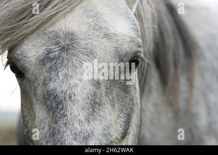 cavallo islandese,ritratto,islanda Foto Stock