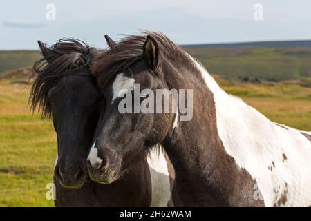 cavalli islandesi, islanda Foto Stock