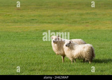 pecore islandesi in un prato a borgarfjordur in islanda occidentale Foto Stock