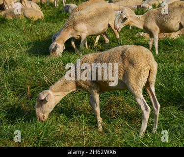 Mandria di pecore che pascola in un prato in Aragona. Giornata estiva soleggiata Foto Stock
