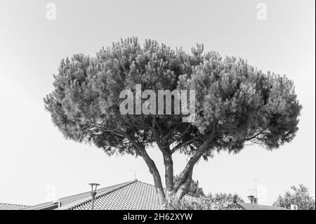 lide delle nazioni, italia Foto Stock