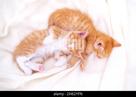 Due gattini di zenzero carino a strisce che dormono con coperta bianca sul letto. Concetto di adorabili gatti piccoli. Rilassati con gli animali domestici Foto Stock