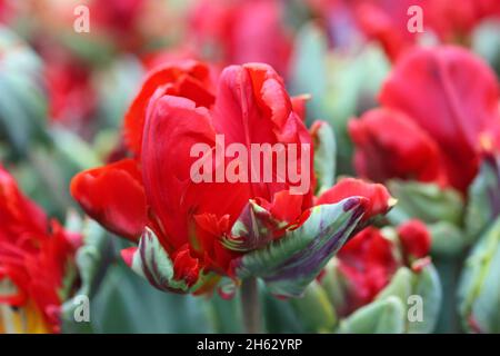 Tulip di un grado di "Rococo' una chiusura orizzontalmente su sfocatura sullo sfondo.famiglia Liliaceae. Tulipa. Foto Stock