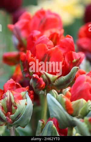 Tulipani di un grado di 'Rococo' un primo piano verticalmente sulla sfocatura di uno sfondo. Macro. Famiglia Liliaceae. Tulipa Foto Stock