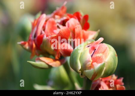 Tulip di un grado di "Rococo' una chiusura orizzontalmente su sfocatura sullo sfondo.famiglia Liliaceae. Tulipa. Foto Stock