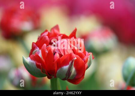 Tulip di un grado di "Rococo' una chiusura orizzontalmente su sfocatura sullo sfondo.famiglia Liliaceae. Tulipa. Foto Stock