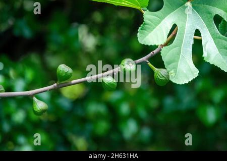 krka nationalpark, croazia Foto Stock