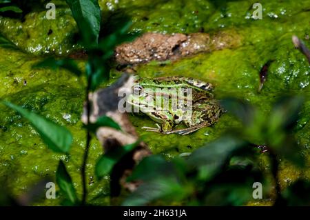 una rana verde selvaggia nel parco nazionale di krka, croazia Foto Stock