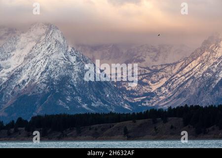 Un'aquila calva che vola in alto sopra Paintbrush Canyon e Jackson Lake. Grand Teton National Park, Wyoming Foto Stock