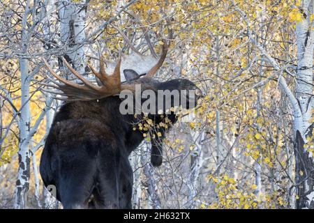 Alce toro adulta con grandi corna si ferma e mangia foglie di aspen in boschetti di alberi a Jackson, Wyoming, vicino al Grand Teton National Park Foto Stock