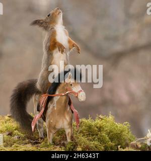 profilo e primo piano di scoiattolo rosso in piedi su un cavallo in piedi Foto Stock