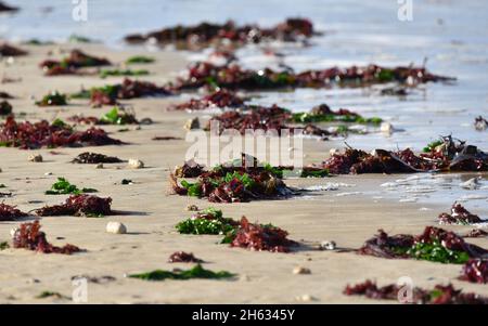 Vista ravvicinata delle alghe verdi e rosse su una spiaggia. Foto Stock