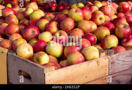 Mele Honeycrisp appena raccolte in casse di legno in bushel presso un mercato agricolo locale Foto Stock