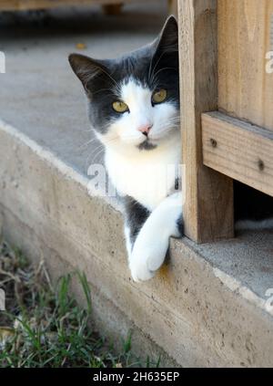 Gatto bianco e grigio spotted che sbucce intorno ad una scatola del fiore Foto Stock