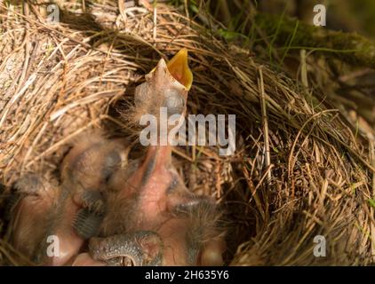 Close up di un merlo incastonato in un nido Foto Stock