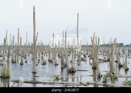 fiume peenetal paesaggio parco naturale, polder rinaturation, 'polder immenstädt', riserva naturale Foto Stock