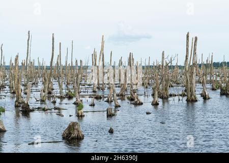 fiume peenetal paesaggio parco naturale, polder rinaturation, 'polder immenstädt', riserva naturale per gli uccelli acquatici Foto Stock