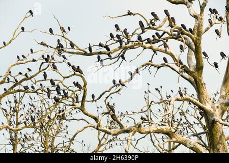 meclemburgo-pomerania occidentale, 'anklamer bruch', patrimonio naturale mondiale, paesaggio fluviale valle di peene, santuario cormorano Foto Stock