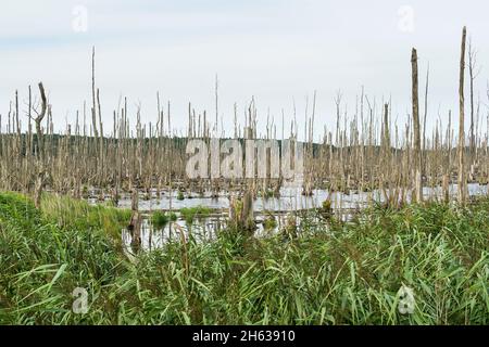 fiume peenetal paesaggio parco naturale, polder rinaturation, 'polder immenstädt', riserva naturale per gli uccelli acquatici Foto Stock