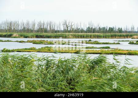 meclemburgo-pomerania occidentale,'anklamer bruch', patrimonio naturale mondiale, paesaggio fluviale valle di peene Foto Stock