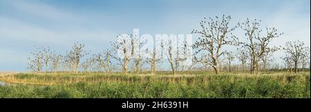 panorama, meclemburgo-pomerania occidentale,'anklamer bruch', patrimonio naturale mondiale, paesaggio fluviale valle di peene, santuario cormorano Foto Stock