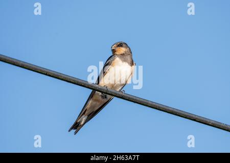 fienile rondini (hirundo rustica), anche casa rondini o rondini forked, seduto su un cavo di alimentazione. Foto Stock