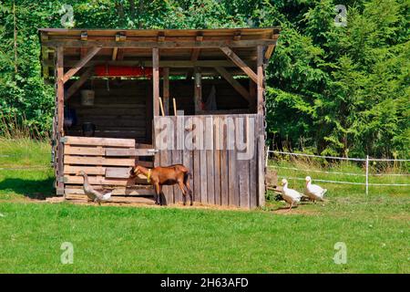 pegno di capra e oche di fronte a scuderie su un prato nelle alpi di brandenberg, bambini animali, europa, austria, tirolo Foto Stock