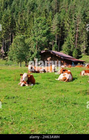 mandria di bovini simmental sulla strada per eng alm, mucca, mucche, atmosferica, tirolo, europa, austria, rissal, eng, alpi, montagne del karwendel Foto Stock