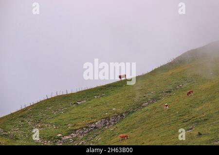escursione a latschberg (1949 m), mucca sul crinale, cresta di montagna, razza di bovini simmental, nebbia, alpi brandenberg, tirolo, comune di münster, Foto Stock