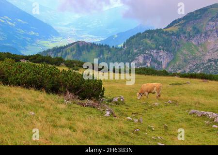 escursione a latschberg (1949 m), bestiame simmentale, pascolo, alpi brandenberg, tirolo, sullo sfondo il zillertal, inntal Foto Stock