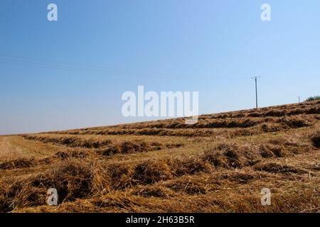 vista del paesaggio di eifel, haymaking, preso a weiler am berge, vicino mechernich, nord reno-westfalia Foto Stock