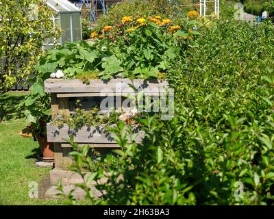 letto rialzato con cetriolo (cetumis sativus) e marigold (calendula) nel giardino di allotment Foto Stock
