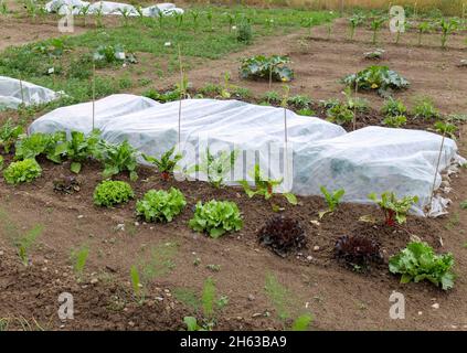 cerotto vegetale in primavera; copertura in pile come protezione contro i parassiti, coltura mista sul fronte: strutto svizzero (beta vulgaris) con lattuga (lattuga sativa) Foto Stock