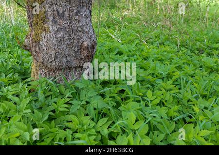 sambuco macinato (egopodium podagraria) sotto il tronco dell'albero Foto Stock