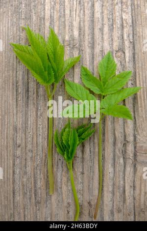 sambuco macinato (aegopodium podagraria), foglia giovane Foto Stock