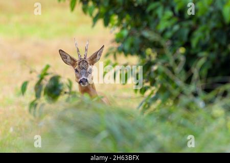 roebuck (capreolus capreolus) dietro un cespuglio,luglio,estate,assia,germania Foto Stock