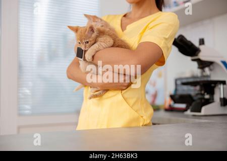 Foto di gatti piccoli nelle mani del medico in clinica di veterinario Foto Stock