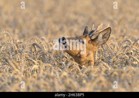 roebuck (capreolus capreolus) in un campo di grano,luglio,estate,assia,germania Foto Stock